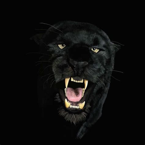 Black Panther By Manicx12 On Deviantart Black Panther Cat Black