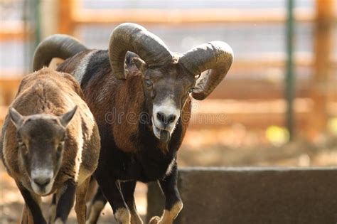 Mouflon Ram In Rut Stock Image Image Of Trophy Bighorn 65932191
