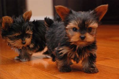Adopting standard and teacup yorkies are easier on the pocket as the cost is usually around $400. Awesome Teacup Yorkie Puppies for Adoption..