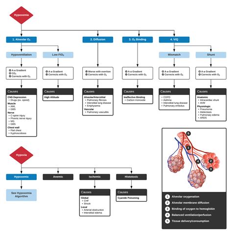 An Algorithm For The Differential Diagnosis Of Hypoxemia Grepmed
