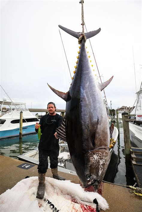 Gigantic 700 Pound Bluefin Tuna Caught For Potential New State Record