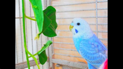 Epic Parakeet Singing Opera Budgie Chirping Sounds Reduce Stress Blood