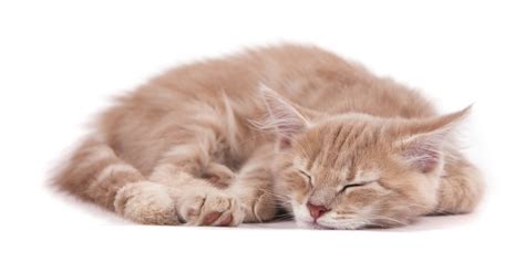 Why Do Cats Curl Into Balls When Sleeping A Veterinarian Explains