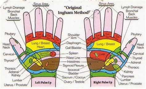 Pressure Points On Hands Chart Pin Hand Reflexology You Can Have It