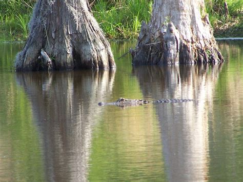 Maybe you would like to learn more about one of these? Sam Houston Jones State Park, a Louisiana State Park ...