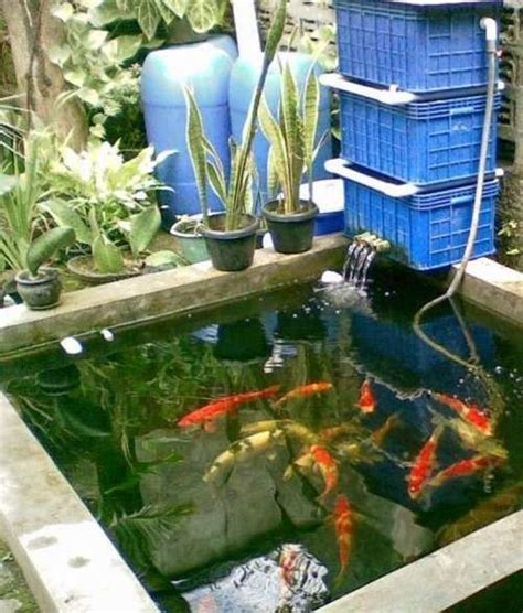 √ Cara Membuat Kolam Ikan Koi Minimalis Di Rumah Binatang Peliharaan