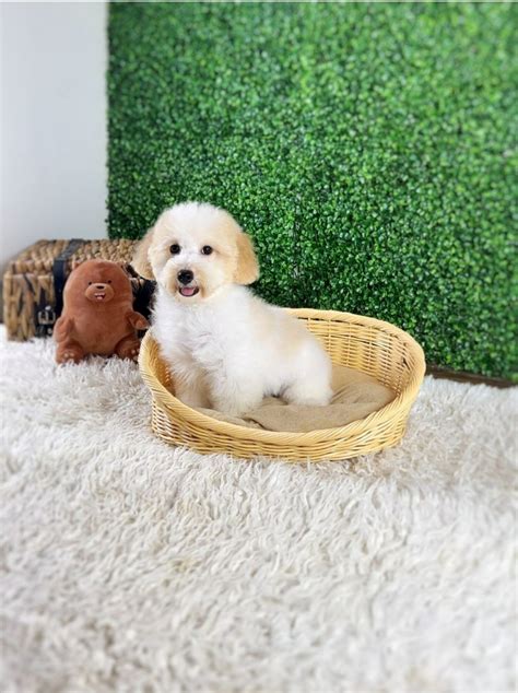 Maltipoo Puppies For Sale The Lovely Pets