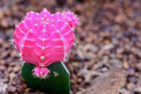 Close Up Beautiful Flower Of Moon Cactus Stock Photo Image Of Macro