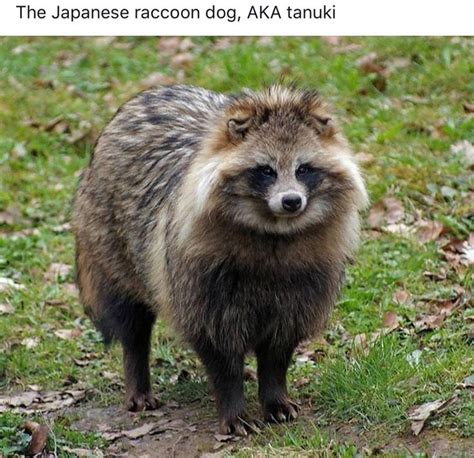 Japanese Raccoon Dog In 2021 Japanese Raccoon Dog Raccoon Dog