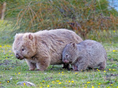Wombat Vombatus Ursinus Animals Cute Australian Animals Cute