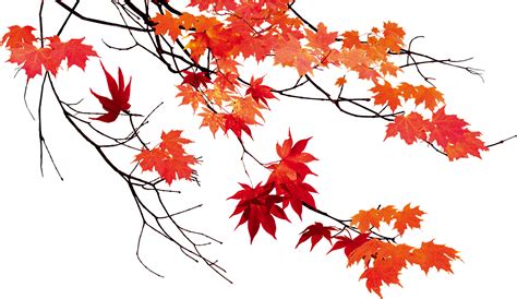Autumn Leaf Color Maple Leaf Autumn Leaves Beautiful