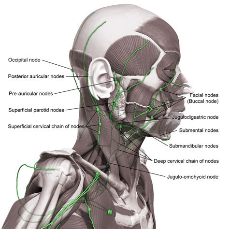 List 104 Wallpaper Muscles Of The Head And Neck Diagram Sharp