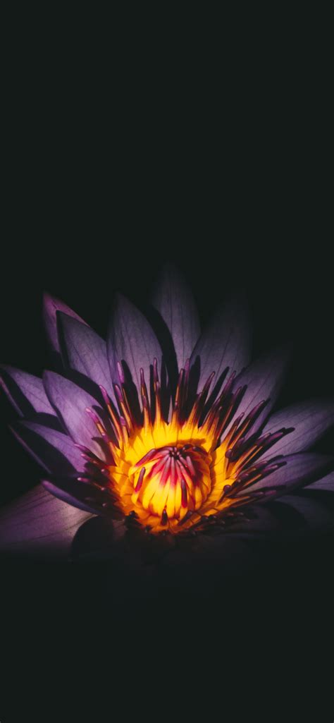 I wanted to separate this collection from the above images for a few reasons. Flowers Wallpaper for iPhone 11, Pro Max, X, 8, 7, 6 ...