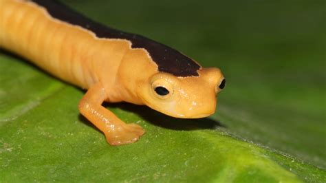 Presumed Extinct The Rare Golden Wonder Salamander Reappears After
