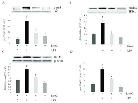 Effect Of Licoc On Nf B Inos No Signaling In Lps Stimulated H C Cells