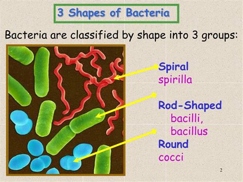 Ppt 2 Types Of Bacteria Bacteria Get Food From An Outside Source