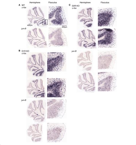 Expression Patterns Of C Fos And Jun B Mrnas In The Cerebellum Of