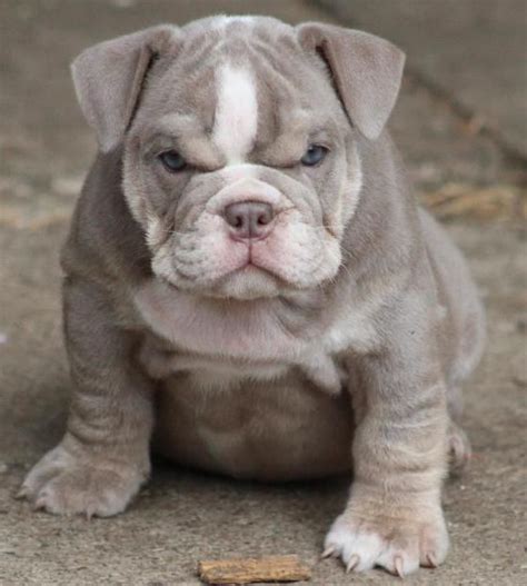 The breed is listed in the ukc guardian dog group. French Bulldog Mix Download Page - Pet Photos Gallery ...