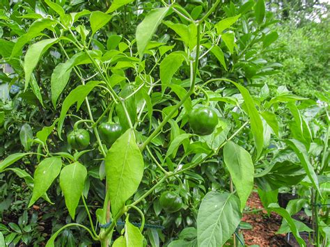 Aji Dulce Capsicum Annuum Variedad De Chile Chilisorten