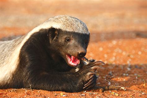 15 Reasons Why Honey Badgers Are Awesome Afktravel
