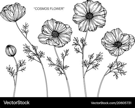 Cosmos Flower Drawing Royalty Free Vector Image