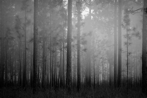 Online Crop Hd Wallpaper Forest Mist Trees Grass Monochrome