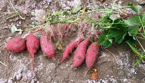 Akar tanaman kentang memiliki sistem perakaran tunggang dan serabut,. Ubi Jalar - Ciri-Ciri Ubi Jalar Serta Khasiat dan ...