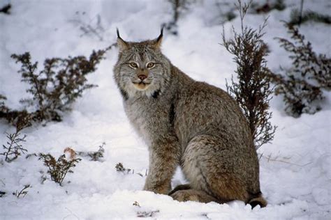 Lynx Canadensis •