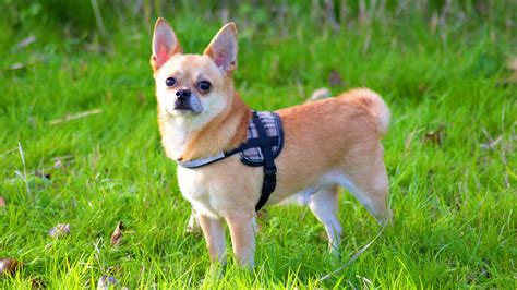 Deer Head Chihuahua Ultimate Dog Breed Guide The Canine Buddy