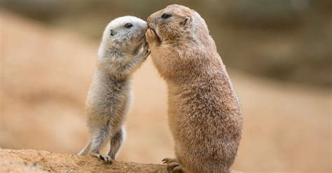 Marmot Vs Prairie Dog 6 Key Differences Imp World