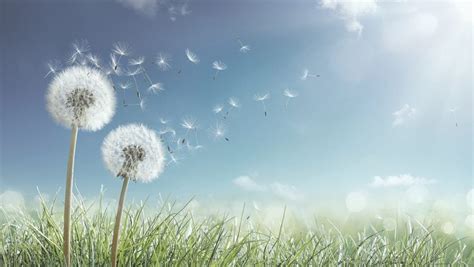 Dandelions With Wind In Field Seeds Blowing Away Blue Sky Finanza