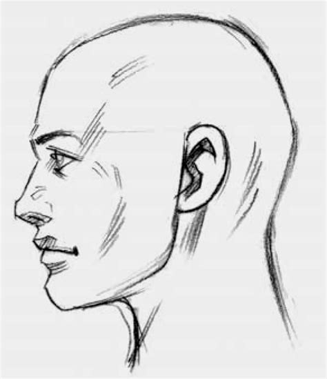 Drawings Parts Of The Head Side Face Drawing Profile Drawing Male