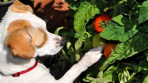 Can Dogs Eat Tomatoes Best Guide March 2024