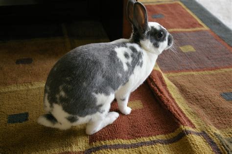 10 Adorable Rabbit Breeds Raised as Pets | Coops & Cages
