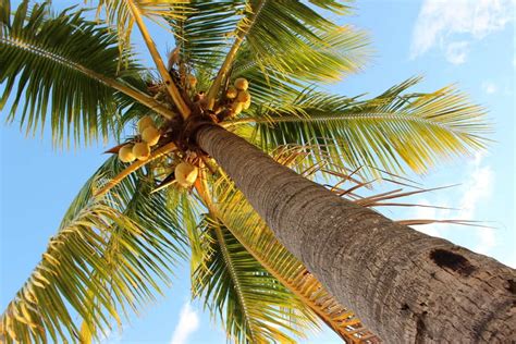 Tonyenglishvn The Coconut Palm