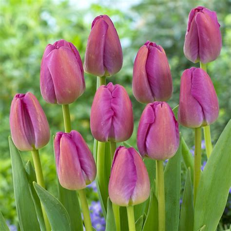 Van Zyverden Tulip Purple Dormant Flower Bulbs Full Sun Purple