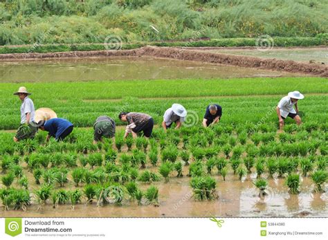Chinese Transplant Rice Seedlings Editorial Image Image 53844380