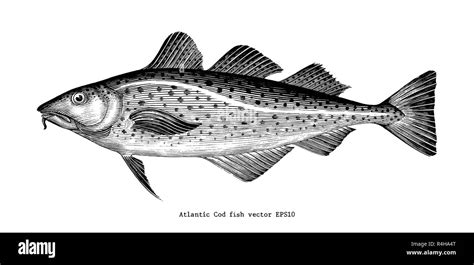 Atlantic Cod Fishing Cut Out Stock Images And Pictures Alamy