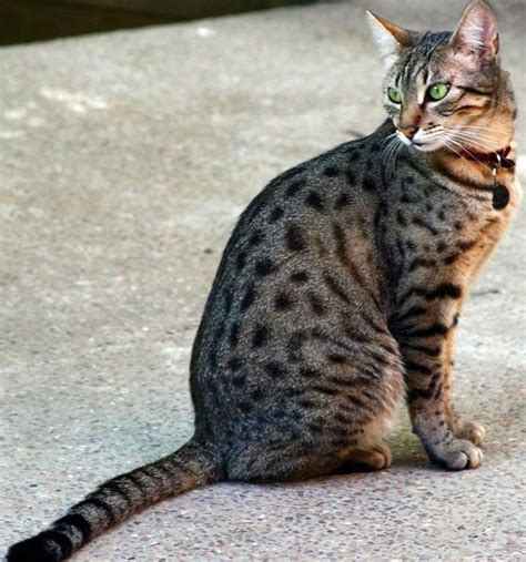 What Breed Of Domestic Cat Looks Like A Leopard Quora