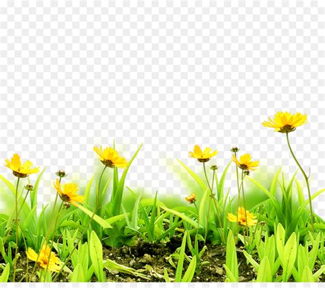 Visualizza altre idee su fiori, png, giardino di tulipani. ทุ่ง หญ้า, ดอกไม้, ท้องฟ้า png - png ทุ่ง หญ้า, ดอกไม้ ...