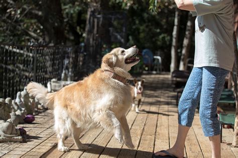 Adopt Victor On Petfinder Dogs Golden Retriever Golden Retriever