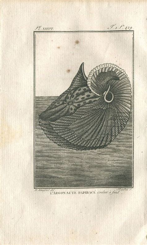 1802 Paper Nautilus Argonaut Antique Engraving By Denys Monfort