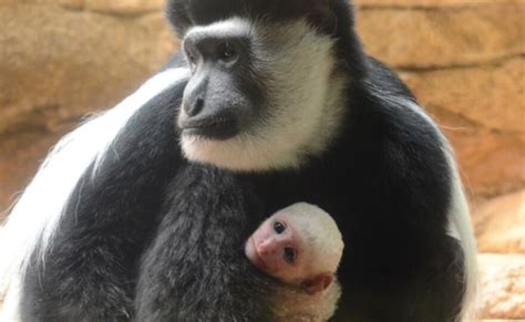 Baby Colobus Monkey Born At Saint Louis Zoo Stlpr
