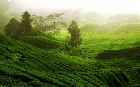 Green Tea Plantation Scenery Hd Desktop Wallpaper Preview 842