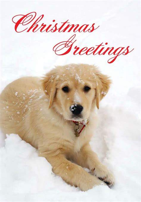 Maybe you would like to learn more about one of these? St Martin Apostolate Animal Charity Christmas Cards - St Martin Apostolate