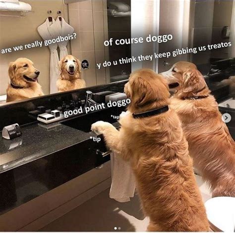 Heckin Good Doggo Memes In 2022 Funny Dog Memes Dog Treadmill Doggo