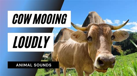 The Animal Sounds Cow Mooing Loudly Audio Sound Effect Animation