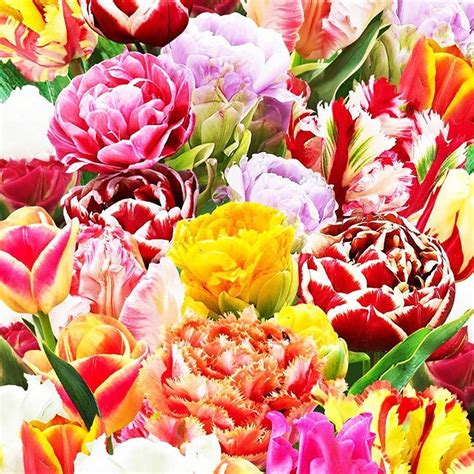 Lot de 25 Bulbes Tulipes Plantes décoratives fleuries Tulipes Fleurs