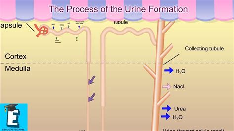 The Process Of The Urine Formation Learn For Children And Kids Edukid