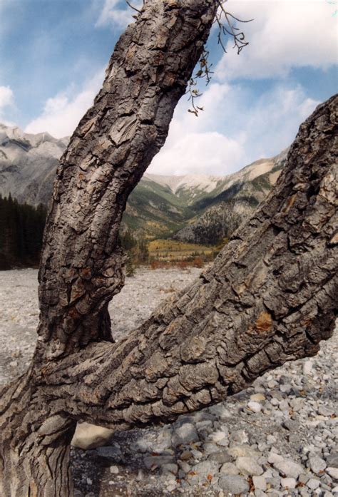 Tree And Branches In Jasper National Park Alberta Canada Image Free